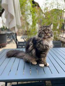 Thor 1 - la taverne du temps