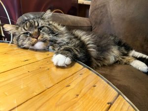 Thor 4 - la taverne du temps