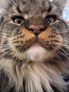 Thor - la taverne du temps