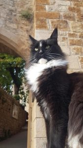 Titi 4 - la taverne du temps